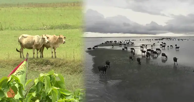 চরাঞ্চলে গবাদিপশু